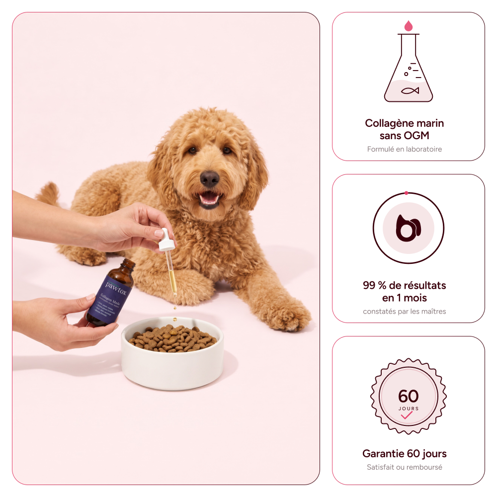 Pawtox - Collagène Marin pour Chien
