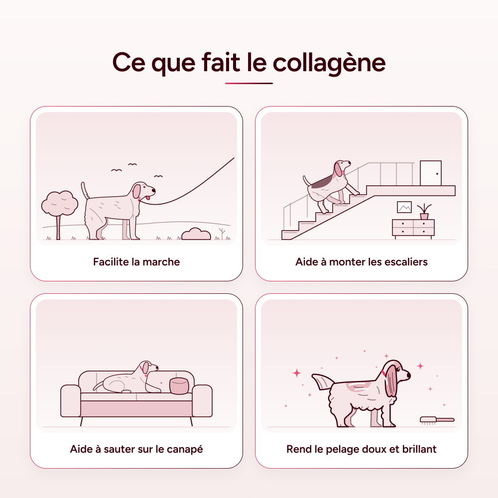 Pawtox - Collagène Marin pour Chien