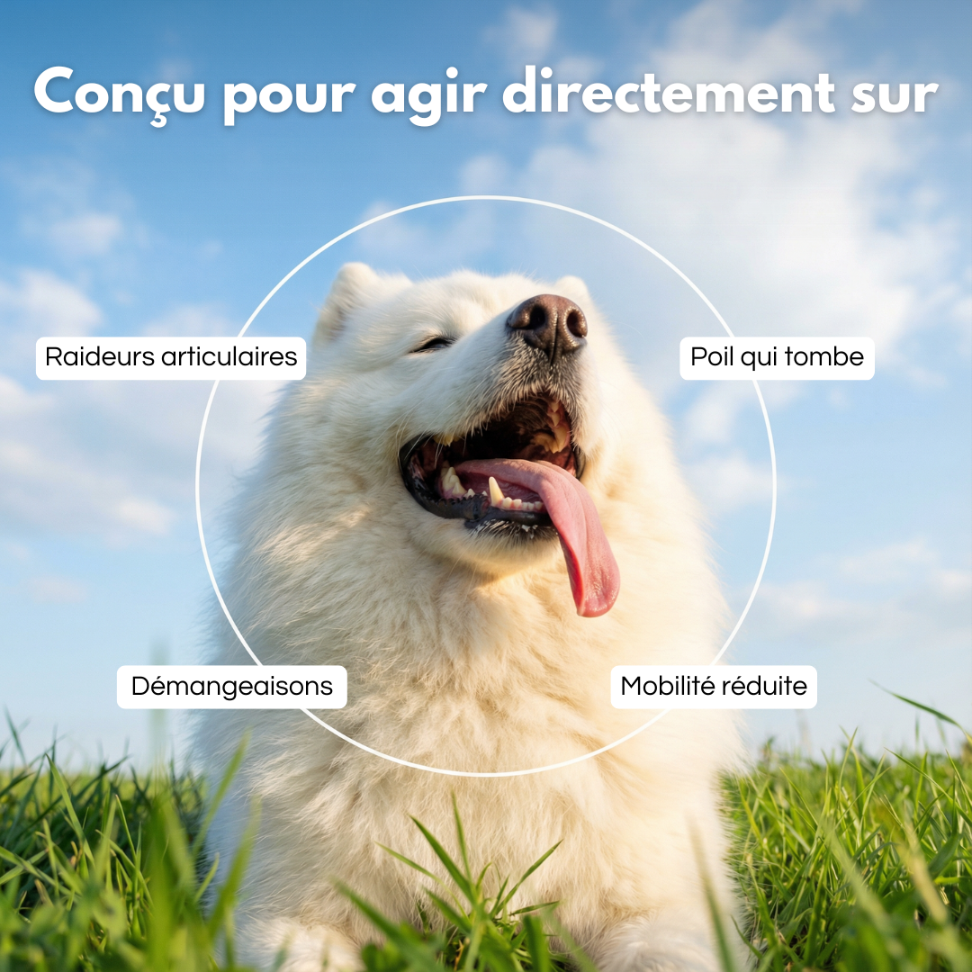 Pawtox Collagen pour Chien