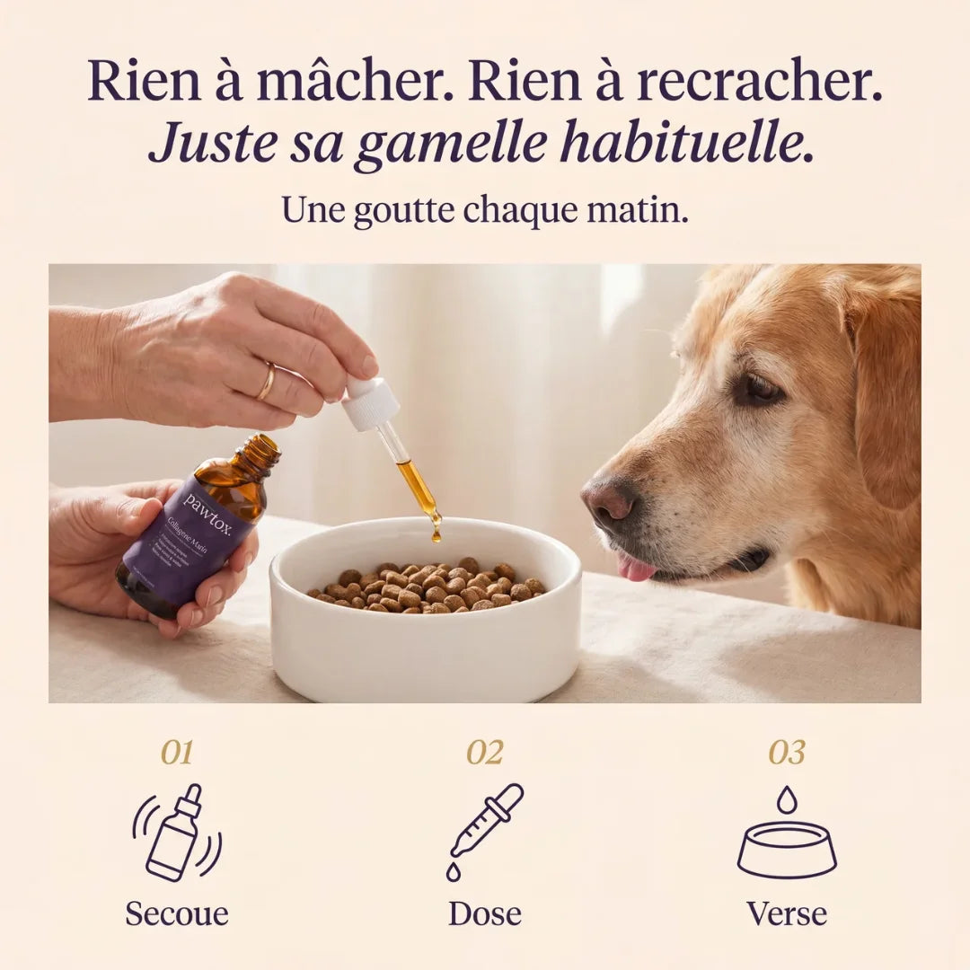 Pawtox — Collagène Marin pour Chien