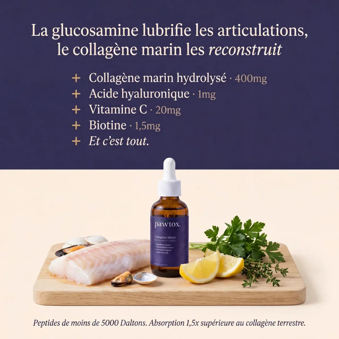 Pawtox — Collagène Marin pour Chien