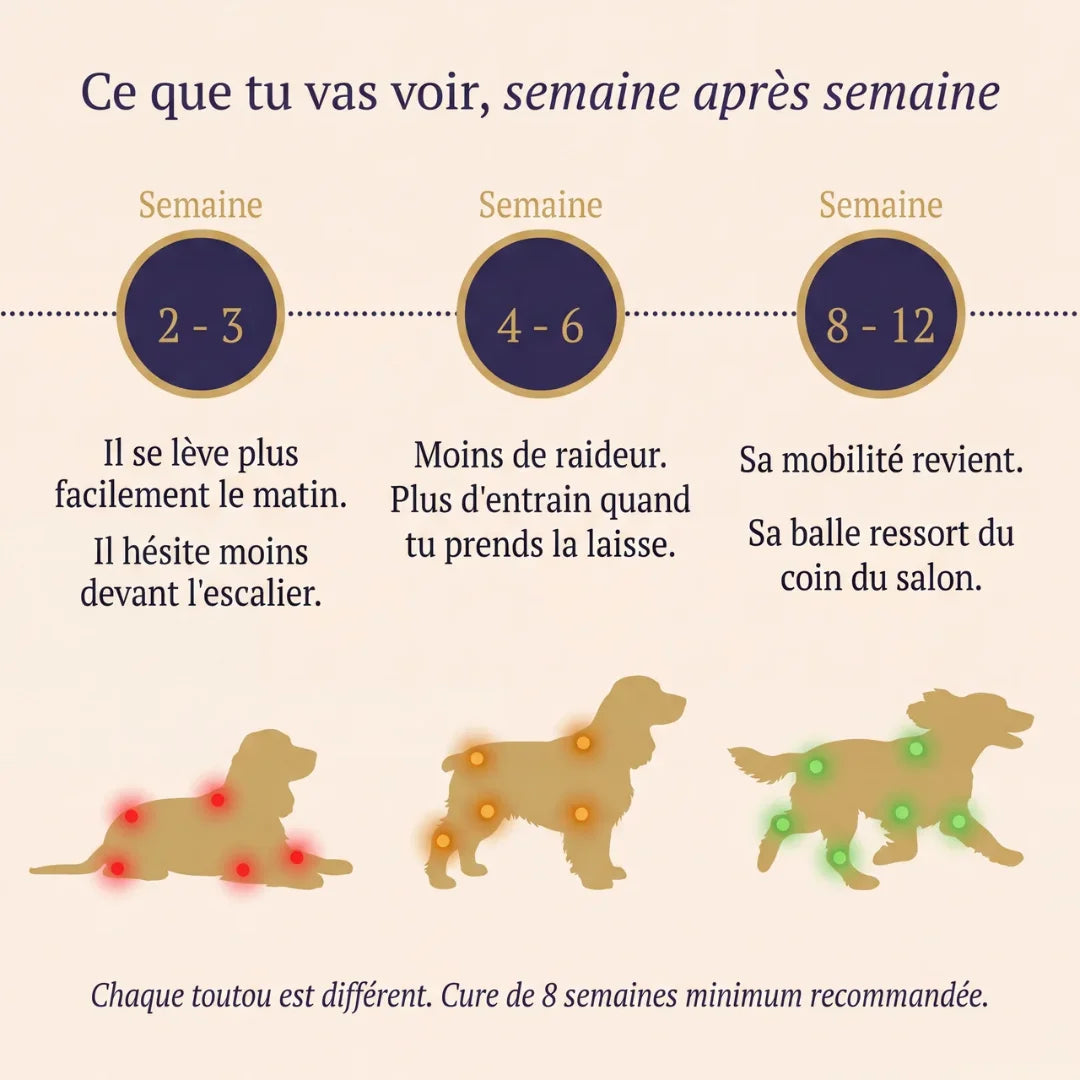 Pawtox — Collagène Marin pour Chien