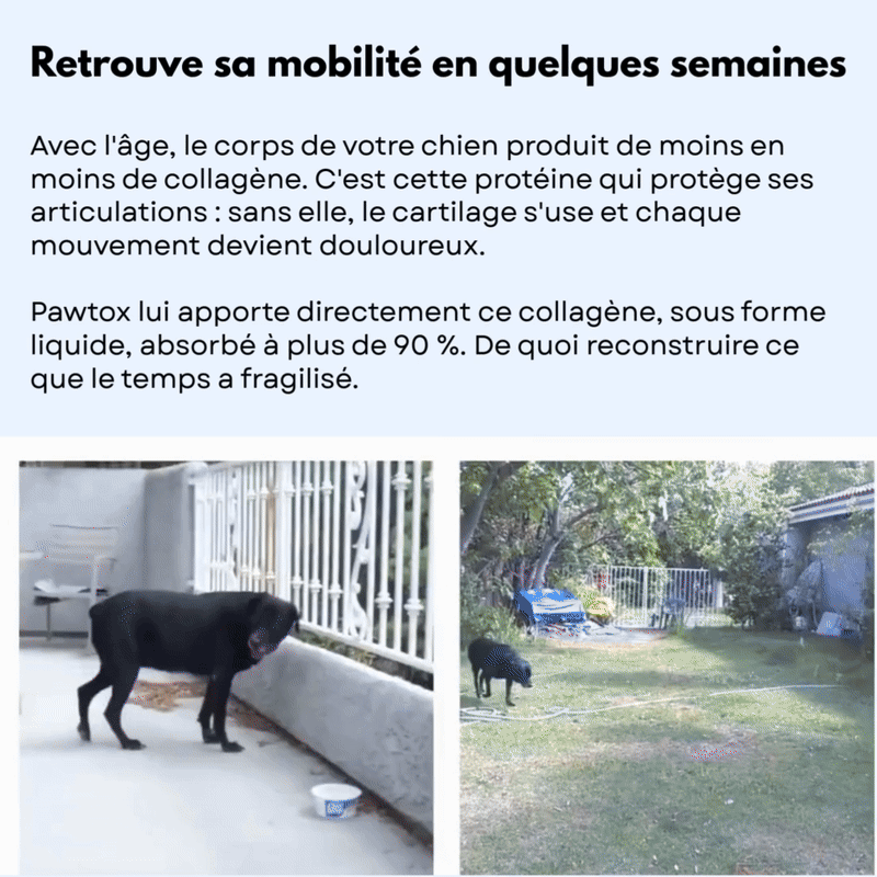 Pawtox Collagen pour Chien
