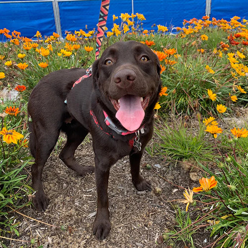 Cannelle, labrador de 14 ans, en promenade