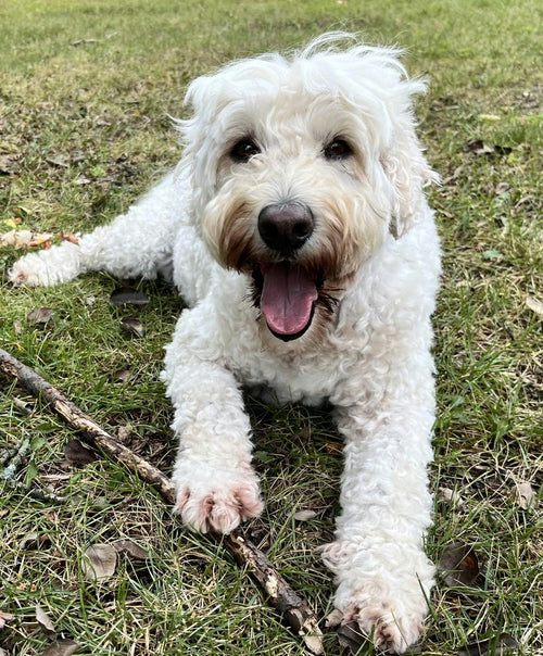 Max, labradoodle de 10 ans, couché dans l'herbe