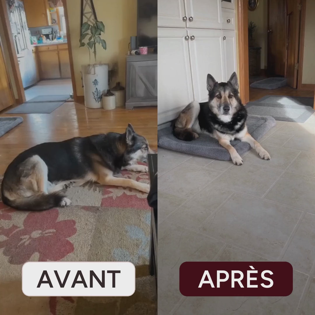 Avant et après : vieux berger qui peine à se lever, puis qui se lève et marche normalement