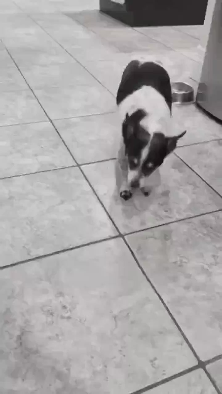 Vidéo
