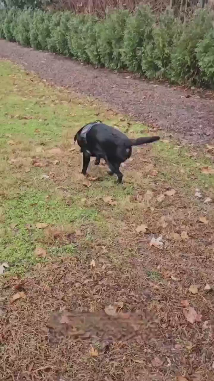 Vidéo