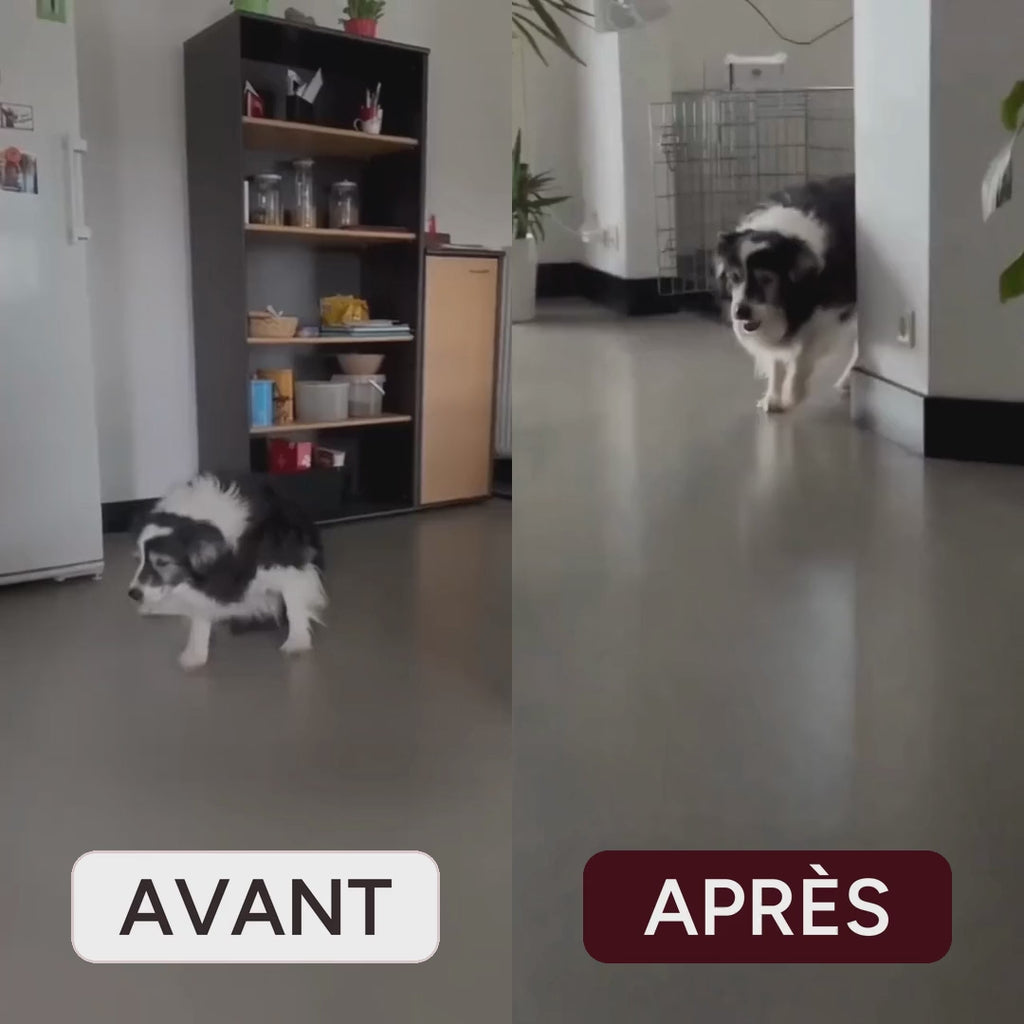 Avant et après : vieux border collie qui peine à se relever, puis qui trottine