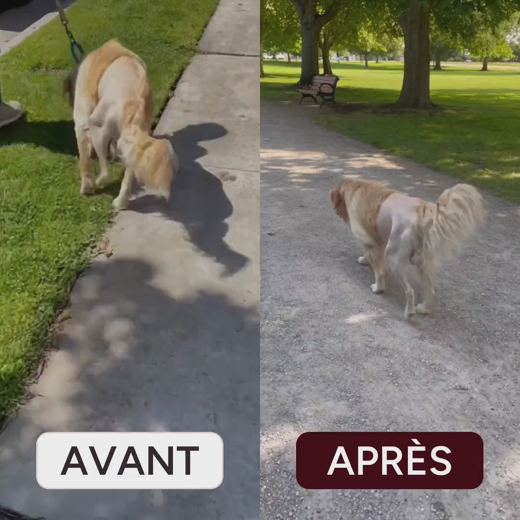 Avant et après : vieux golden qui boite en laisse, puis qui marche droit sans laisse
