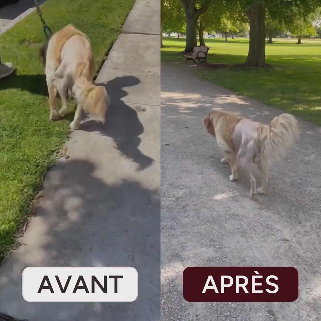 Avant et après : vieux golden qui boite en laisse, puis qui marche droit sans laisse